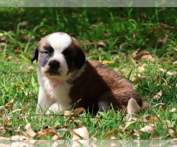 Medium Photo #3 Saint Bernard Puppy For Sale in TURLOCK, CA, USA