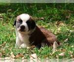 Small #2 Saint Bernard