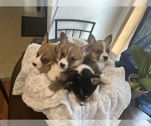 Pembroke Welsh Corgi Puppy for sale in HILLSBOROUGH, NH, USA