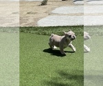 Small Photo #3 French Bulldog Puppy For Sale in MURRIETA, CA, USA