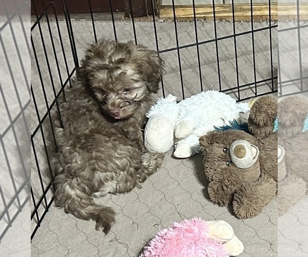 Medium Photo #3 Shih Tzu Puppy For Sale in GLOUCESTER, VA, USA