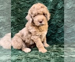 Small Photo #13 Miniature Bernedoodle Puppy For Sale in GREEN FOREST, AR, USA