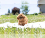 Small Photo #4 Goldendoodle-Poodle (Miniature) Mix Puppy For Sale in WARSAW, IN, USA
