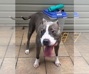 American Pit Bull Terrier Dogs for adoption in Virginia Beach, VA, USA