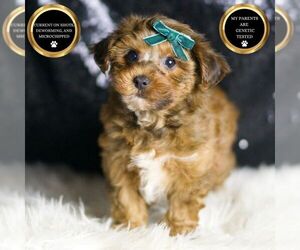 YorkiePoo Puppy for sale in WARSAW, IN, USA