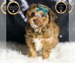 Small YorkiePoo