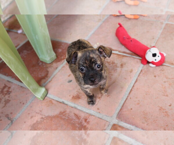 Medium Photo #9 Chihuahua-Unknown Mix Puppy For Sale in Corona, CA, USA