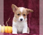 Small Pembroke Welsh Corgi