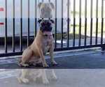 Small Photo #1 Bullmastiff Puppy For Sale in HOLLYWOOD, FL, USA