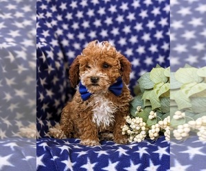Poodle (Toy) Puppy for sale in OXFORD, PA, USA