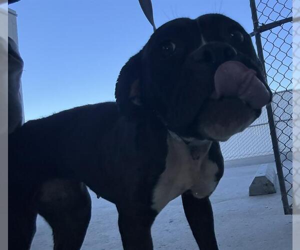 Medium Photo #1 Mutt Puppy For Sale in Bakersfield, CA, USA