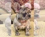 Freeza - Female French Bulldog Puppy for Sale - Photo #2