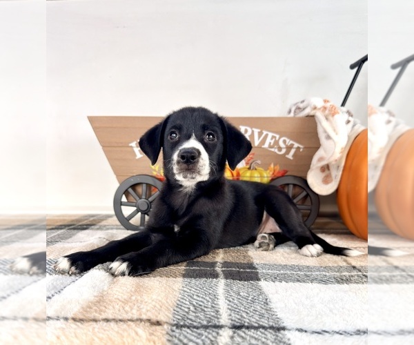 Medium Photo #2 Border Collie Puppy For Sale in GREENFIELD, IN, USA