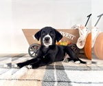 Small #1 Border Collie