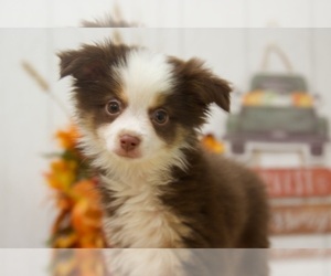 Aussie-Poo-Poodle (Miniature) Mix Puppy for sale in BEL AIR, MD, USA