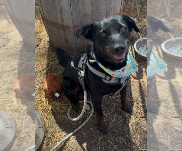 Medium Photo #6 Labrador Retriever-Unknown Mix Puppy For Sale in San Diego, CA, USA
