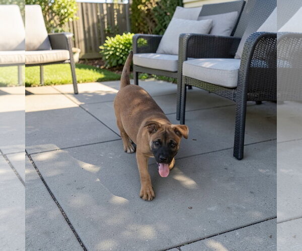 Medium Photo #3 Mastiff Puppy For Sale in Menifee, CA, USA