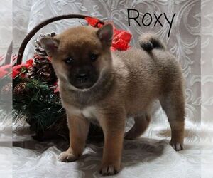 Shiba Inu Puppy for sale in LOYAL, WI, USA