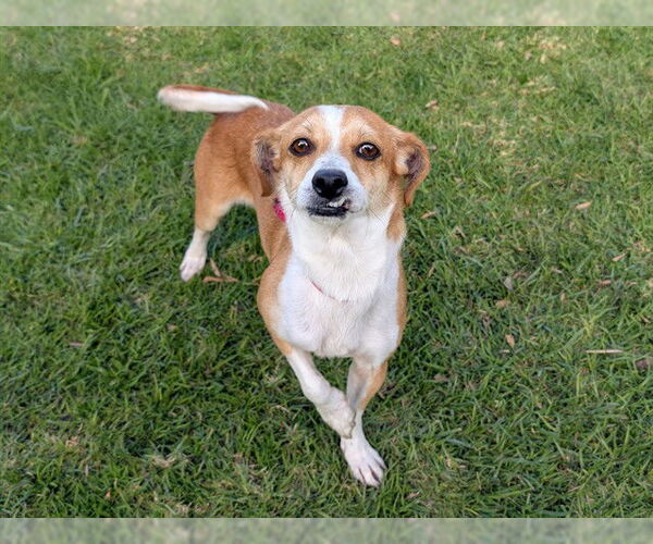 Medium Photo #1 Chihuahua-Unknown Mix Puppy For Sale in San Clemente, CA, USA