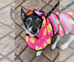 Sweetie - Female Rat Terrier-Unknown Mix Dog for Adoption - Photo #2