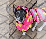 Small Photo #2 Rat Terrier-Unknown Mix Puppy For Sale in Clarkston, MI, USA