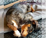 Small #1 Dachshund