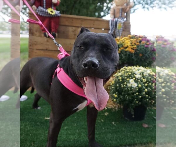 Medium Photo #12 American Pit Bull Terrier-Unknown Mix Puppy For Sale in Germantown, OH, USA