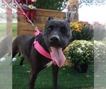 Small #11 American Pit Bull Terrier Mix