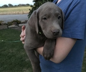 Labrador Retriever Puppy for Sale in DELTA, Colorado USA