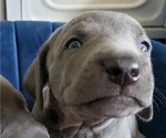 Puppy Blue boy 2 Weimaraner