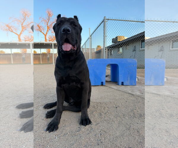 Medium Photo #1 Mutt Puppy For Sale in Goodyear, AZ, USA