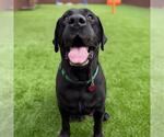 Small #7 Labrador Retriever