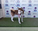 Small Siberian Husky