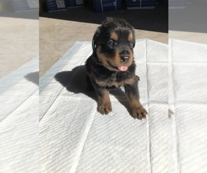 Rottweiler Puppy for sale in PLANT CITY, FL, USA