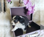 Small #10 Australian Shepherd