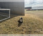 Small #8 Bernese Mountain Dog