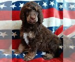 Image preview for Ad Listing. Nickname: Frederick