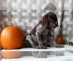 Small Photo #2 German Shorthaired Pointer Puppy For Sale in LANCASTER, PA, USA