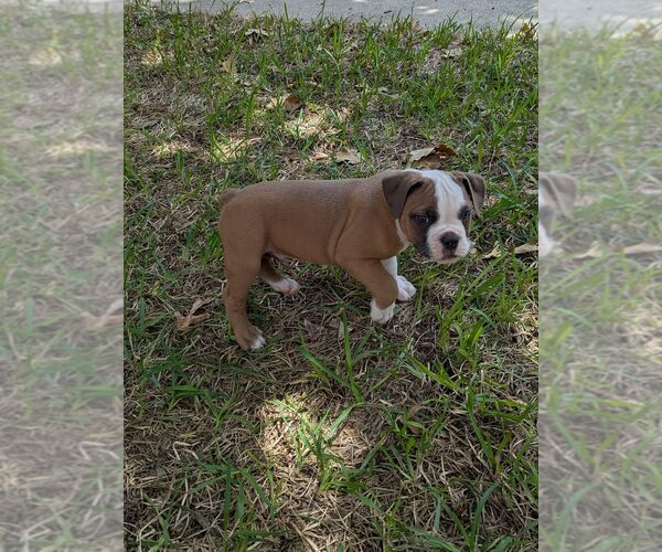 Medium Photo #6 Olde English Bulldogge Puppy For Sale in AUSTIN, TX, USA