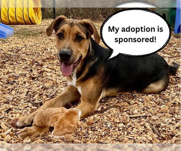 Medium Photo #3 German Shepherd Dog-Unknown Mix Puppy For Sale in Santa Cruz, CA, USA