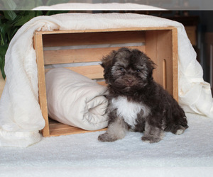 Havanese Puppy for sale in RAINIER, OR, USA