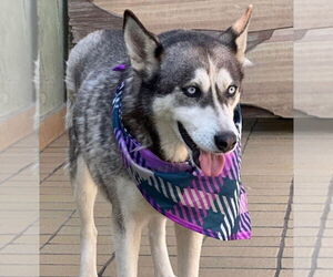 Siberian Husky Dogs for adoption in Dana Point, CA, USA