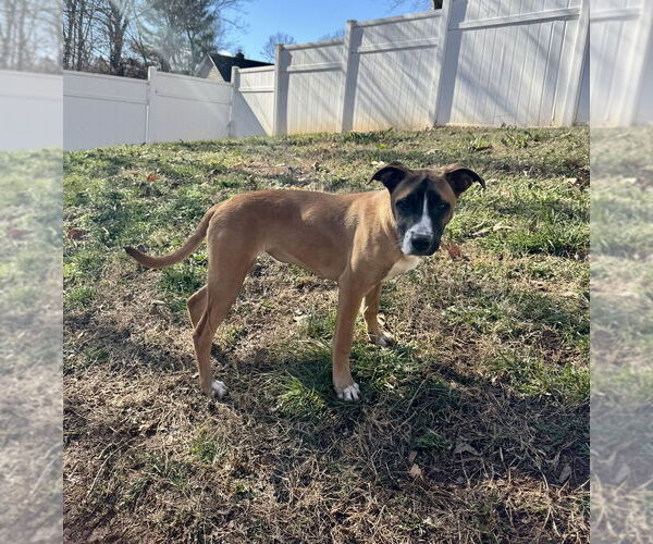Medium Photo #3 Boxer-Unknown Mix Puppy For Sale in Mooresville, NC, USA