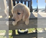 Small #7 Golden Retriever