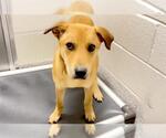 Small #1 Labrador Retriever Mix