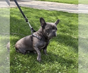 Mother of the French Bulldog puppies born on 02/20/2026