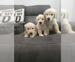 Small Photo #4 Golden Retriever Puppy For Sale in ELVERTA, CA, USA