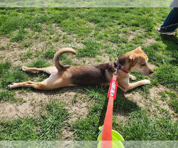 Medium Photo #4 Mutt Puppy For Sale in Springdale, PA, USA