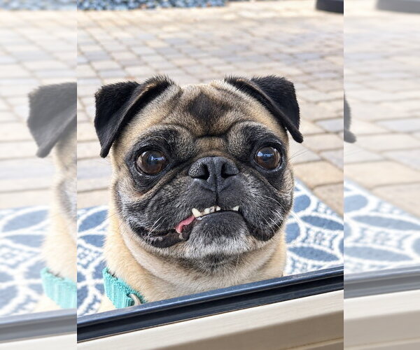 Medium Photo #6 Pug Puppy For Sale in San Diego, CA, USA