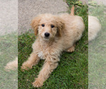 Small Photo #4 Goldendoodle Puppy For Sale in BAY VIEW, WI, USA